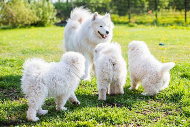 两个月大的萨摩耶，探索幼犬的纯真世界