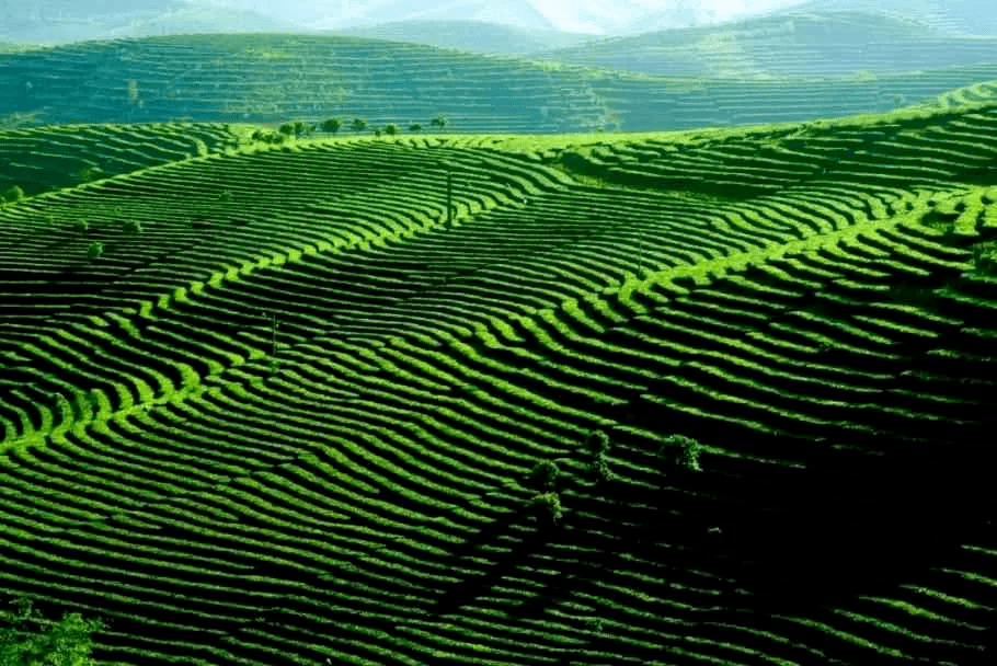 广东省种质资源普查，挖掘与保护生物多样性的重要举措